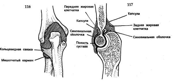 Синовиальные сумки локтевого сустава анатомия