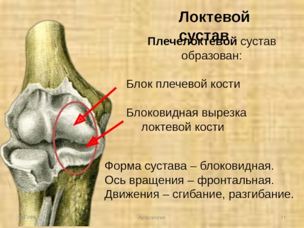 Строение проксимального лучелоктевого сустава