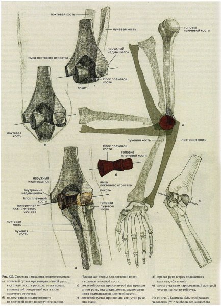 Скелет плечевой кости Баммес