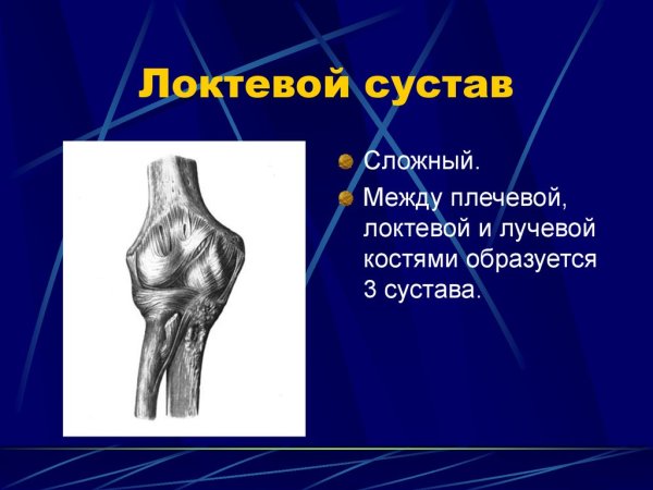 Кости образующие локтевой сустав