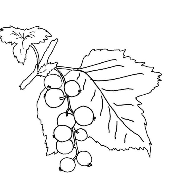 Смородина гравюра