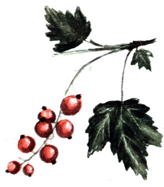 Раскраски для малышей смородина красная