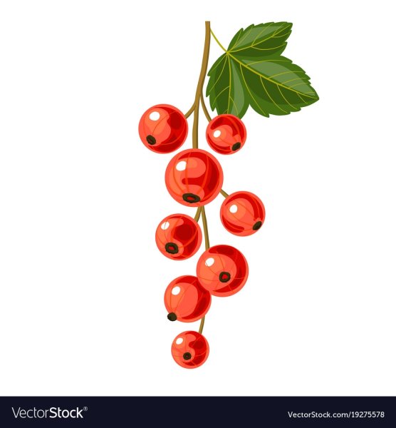 Смородина раскраска