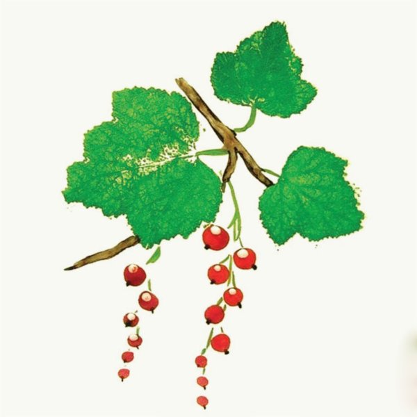 Ягоды рисунок