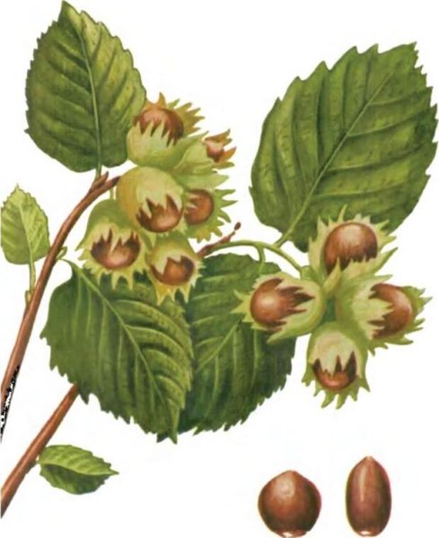 Лесной орех дерево орешник
