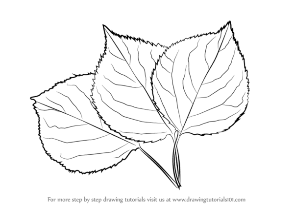 Лист орешника рисунок