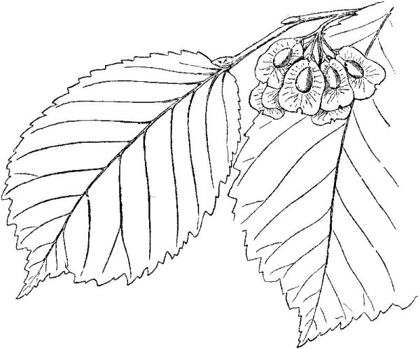 Орешник раскраска для детей