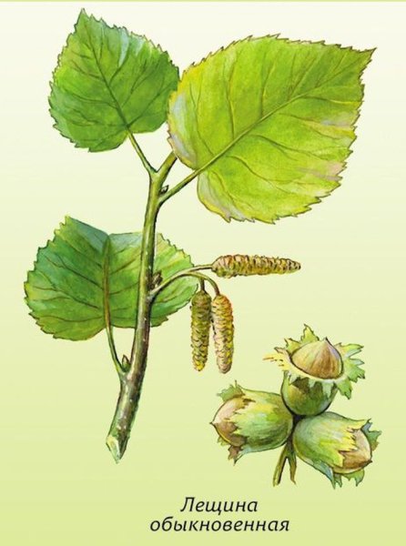 Лещина обыкновенная веточка