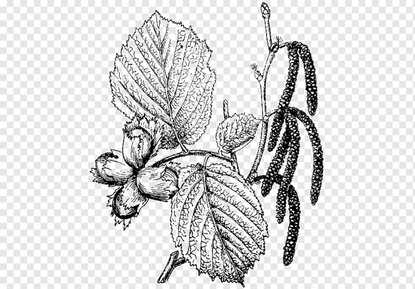 Орешник раскраска