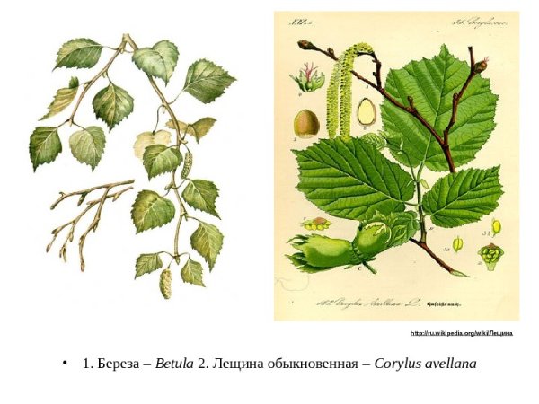 Осина береза липа ольха листья