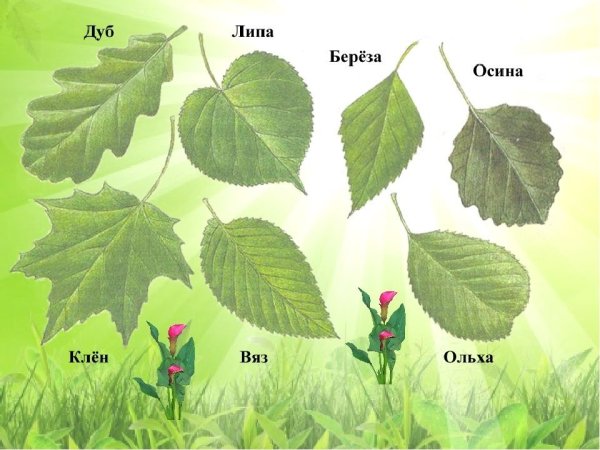 Листья карандашом