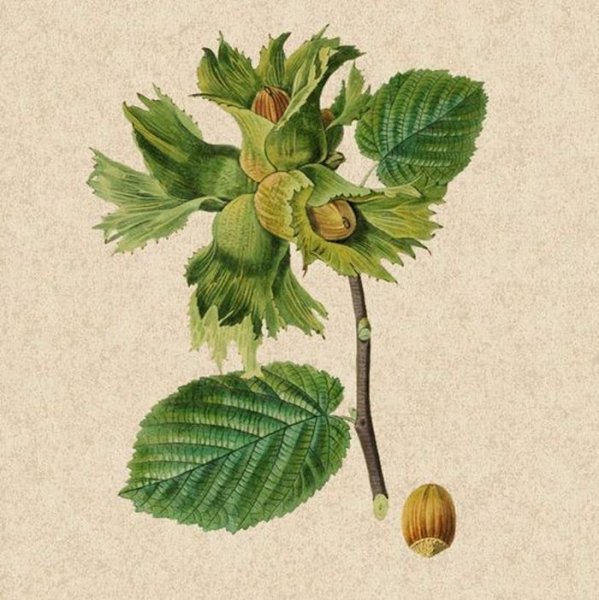 Лещина орешник ветки