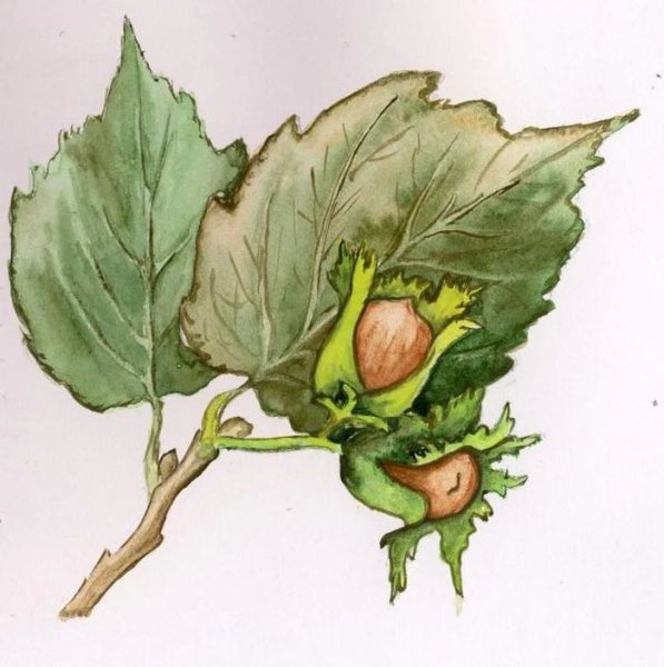 Стилизованная береза