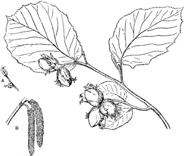 Лещина раскраска для детей