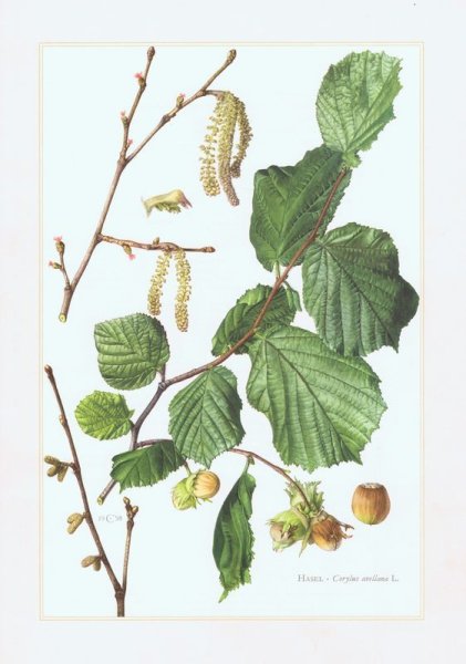 Лист ольхи раскраска для детей