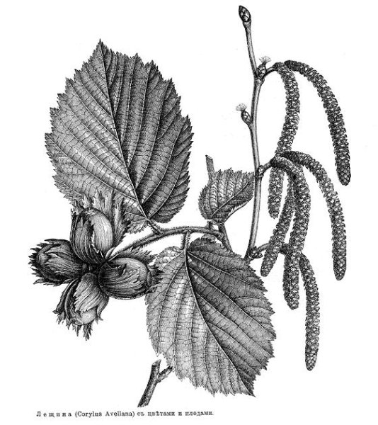 Лещина обыкновенная плод