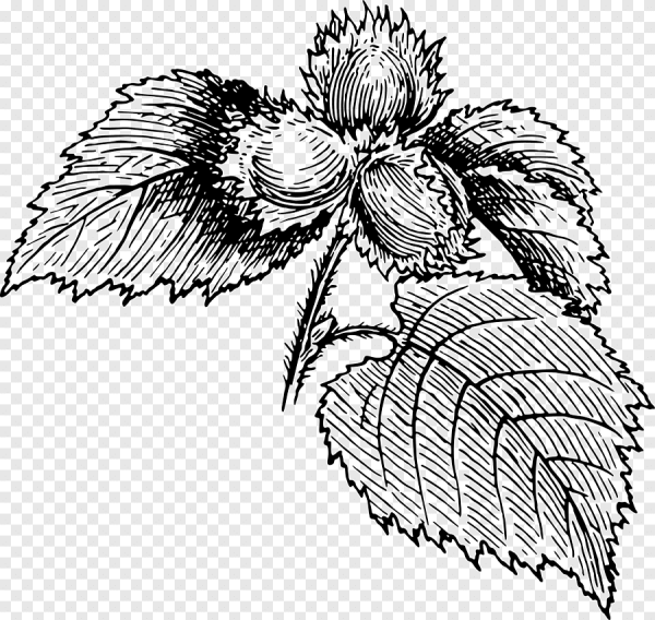 Листок липы