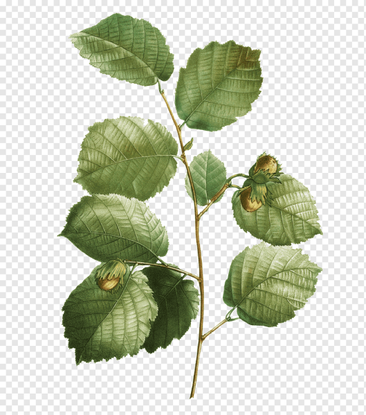 Лесной орех на прозрачном фоне