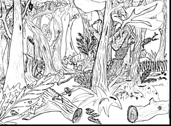 Лес раскраска для детей