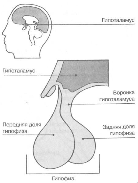 Анатомические структуры передней доли гипофиза