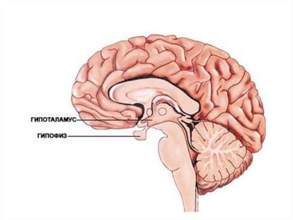 Кора головного мозга гипоталамус гипофиз