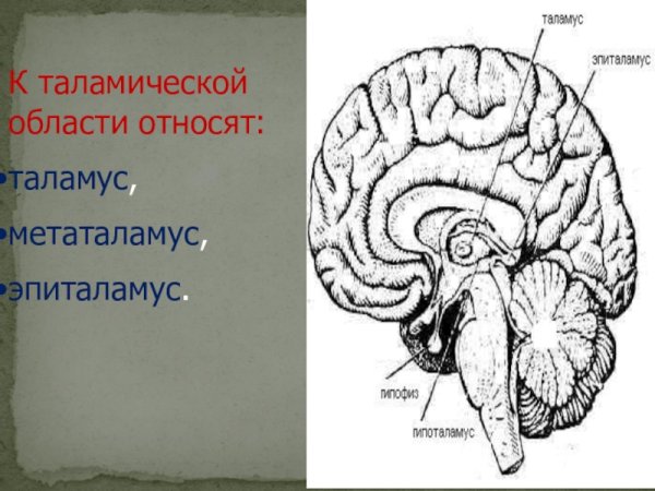 Промежуточный мозг таламус метаталамус