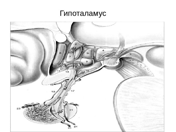 Гипоталамус медунивер