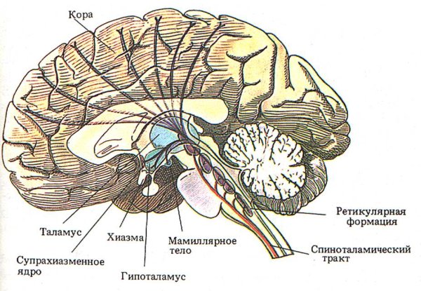 Мамиллярное ядро гипоталамуса