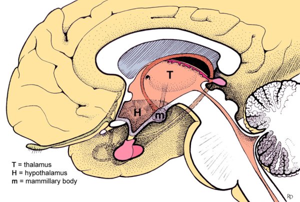 Таламус и гипофиз