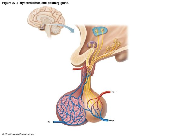 Гипоталамус и гипофиз анатомия