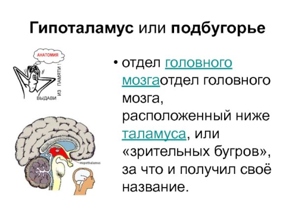 Функции промежуточный мозг: гипоталамус головного мозга