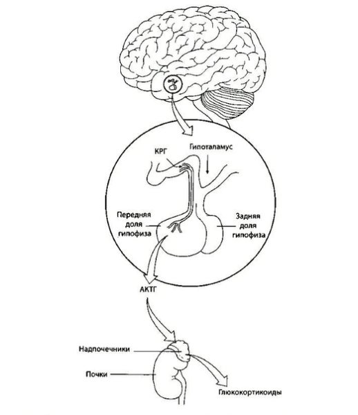 Гипоталамо-нейрогипофизарная система