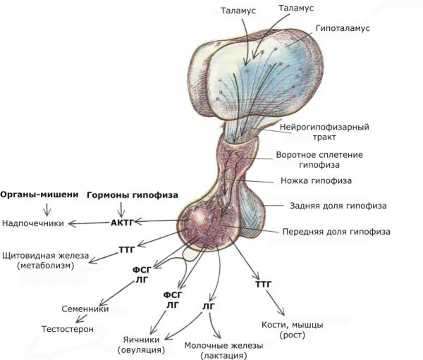 Задняя доля гипофиза анатомические структуры
