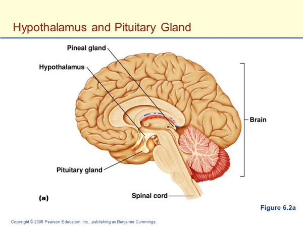 Гипоталамус изображение