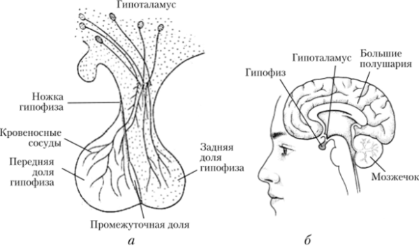 Гипоталамус и гипофиз строение