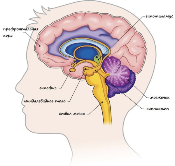 Гипоталамус таламус гиппокамп