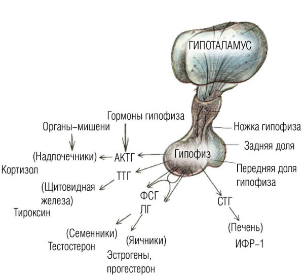 Строение гормонов передней доли гипофиза