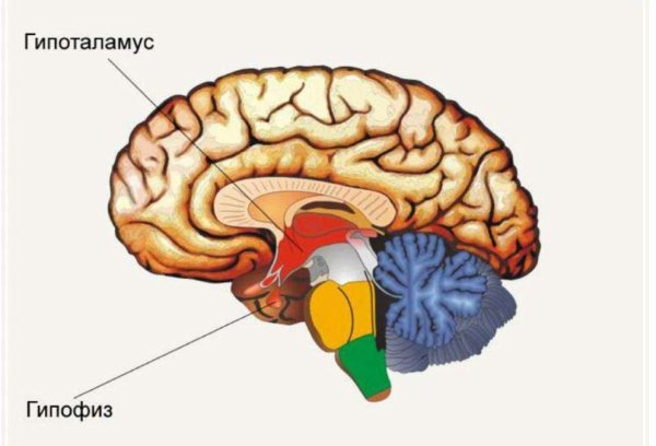 Строение головного мозга гипоталамус и гипофиз