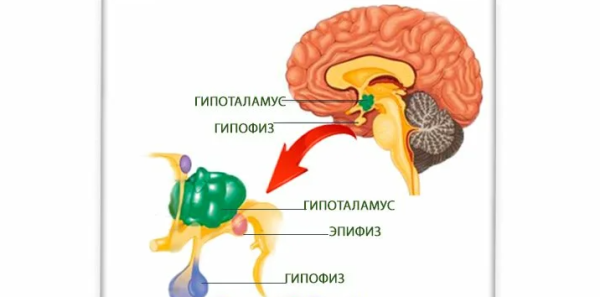 Строение мозга гипофиз эпифиз