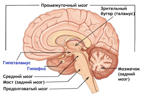 Строение головного мозга гипофиз