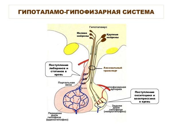 Схема строения гипоталамо-гипофизарной нейросекреторной системы