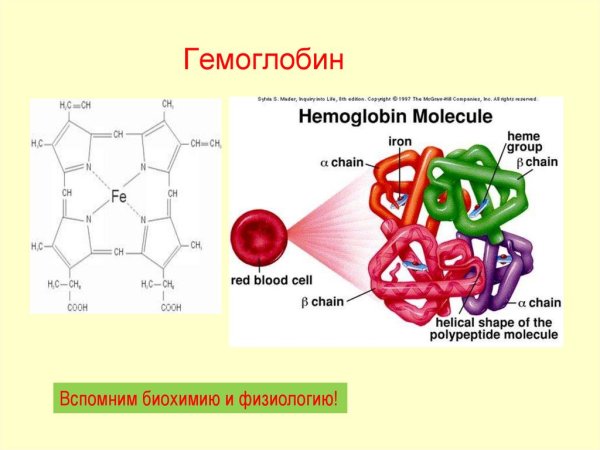 Гемоглобин структура белка