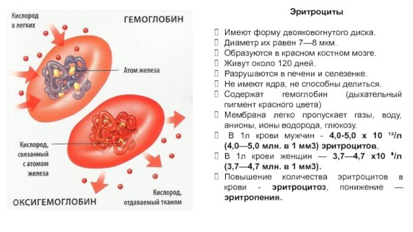 Эритроцит схема строения