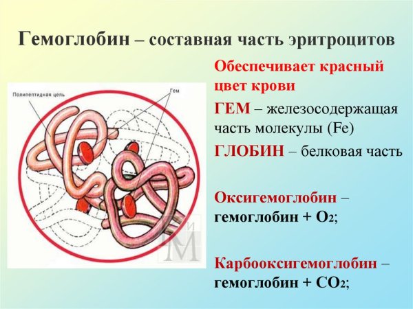 Гемоглобин это в биологии 8 класс