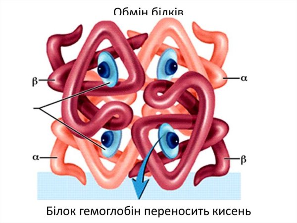 Строение гема гемоглобина