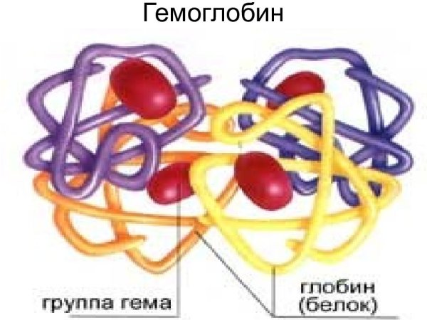 Структура гемоглобина рисунок