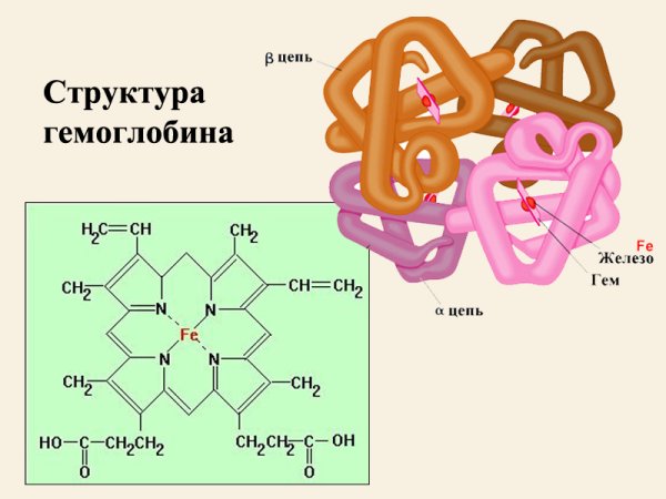 Схема строения гемоглобина