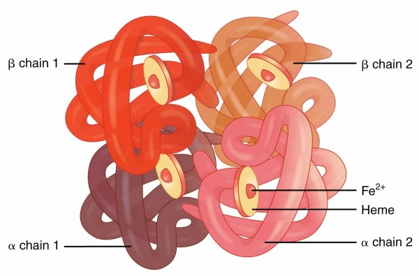 Строение белка гемоглобина