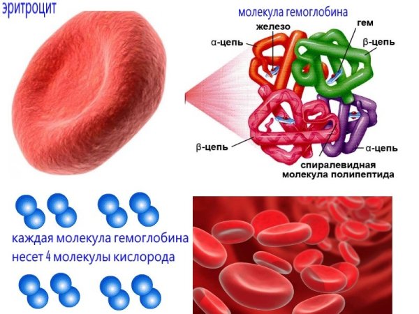 Строение эритроцита и строение гемоглобина