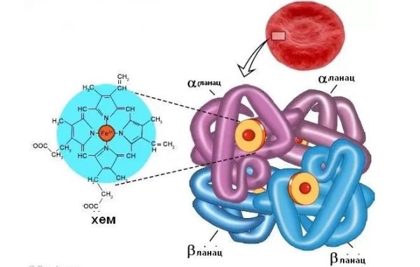 Гемоглобин строение молекулы гемоглобина